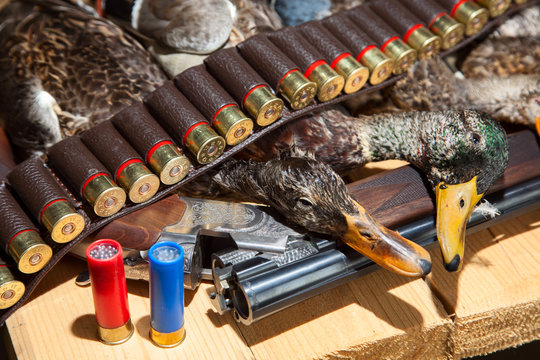 Hunting shotgun shells and a duck