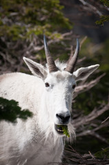 Mountain goat with pine tree stick in the mouth