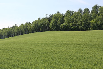 japanese view in hokkaido