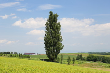 tree of Ken and Merry :  Biei, Hokkaido, Japan