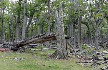  Fallen trees on the shore of Lago Blanco. Chile