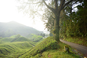Fototapeta na wymiar amazing highland view at Cameron Highland, Malaysia.The beauty of tea plantation, terrace and hill.