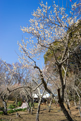 Shuzenji Baien / Shuzenji plum garden