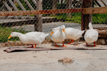 white duck in the Farm