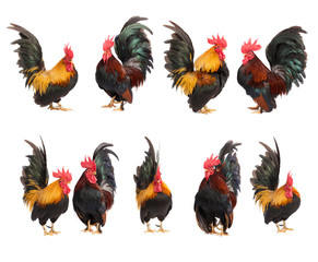 Set of chicken bantam isolated on white background