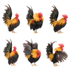 Set of chicken bantam isolated on white background