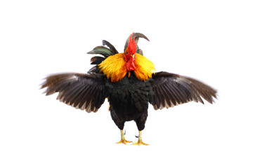 Bantam ,Chicken bantam isolated on white
