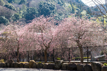 Fototapeta premium Weeping cherry tree
