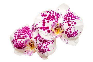 two white and pink orchids isolated on white background