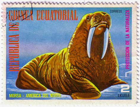 EQUATORIAL GUINEA - CIRCA 1977: A Stamp sheet printed in EQUATORIAL GUINEA shows a collection of Wild animals of the North America, Walrus, series, circa 1977