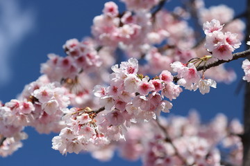 japanese apricot