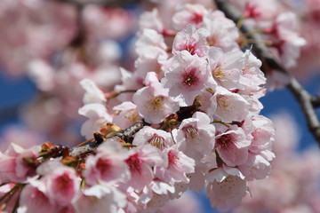 japanese apricot