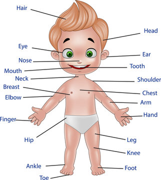Illustration of human body 