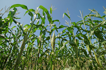 sweet corns in organic farm