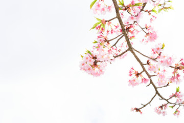 Cherry blossoms

