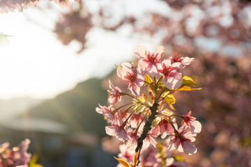Kawazu cherry blossoms