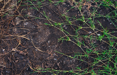 Climber plant on dark ground