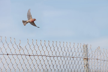 Male house finch bird with a red head sits on a fence ready to fly off at a marsh in Southern California in the United States