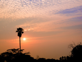 Palm tree silhouette with sunset sky