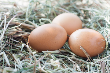 eggs in nest