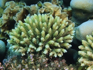 Stone coral, Island Bali