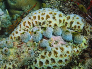 Sea squirts, Island Bali