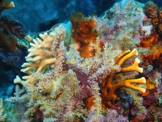 Soft coral, Island Bali