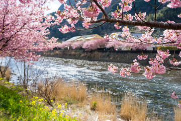 Obraz na płótnie Canvas Kawazu cherry blossoms
