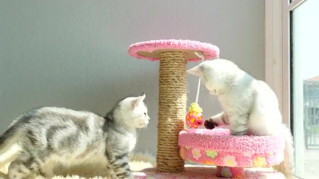 two tabby kitten playing toy