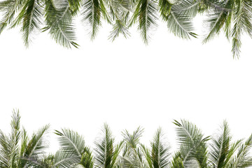 Frame of palm leaves and trees on white background.