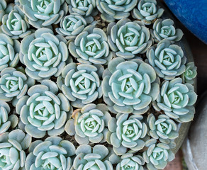  Miniature succulent plants