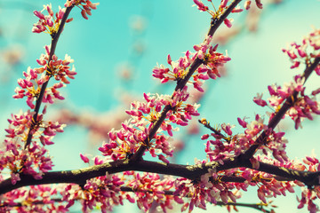 Vintage blossoming apple branch