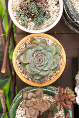  Miniature succulent plants