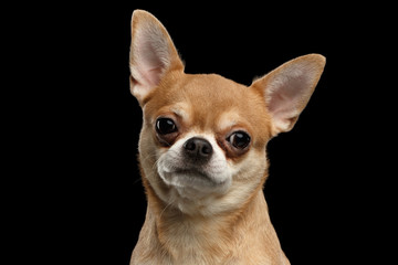 Closeup Portrait of Chihuahua dog Looking in Camera isolated  Black