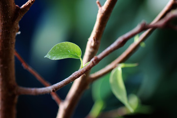 small leaf on a branch