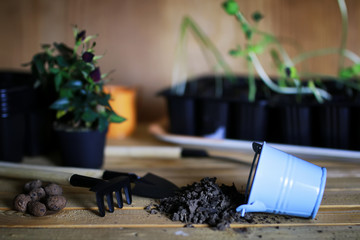 transplanting roses in pot