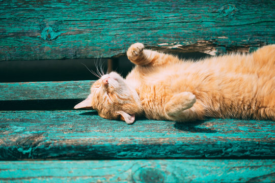 Funny Red Kitten Cat Sleeping On Bench In Park, Hot Summer Day.