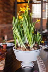 narcissus in the pot