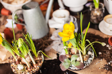 Gardener planting spring flower