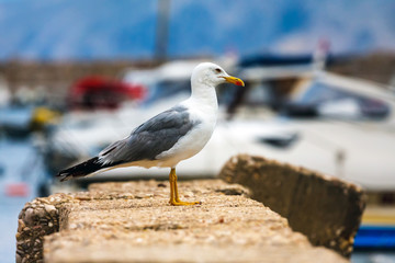 seagull, close up