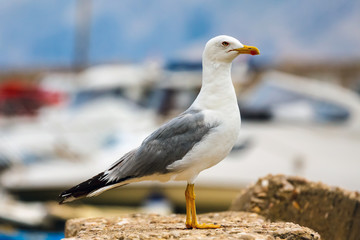 seagull, close up