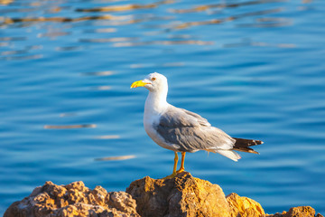 seagull, close up