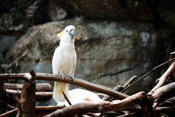Yellow crested cockatoo on the perch - Soft Focus