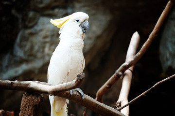 Yellow crested cockatoo on the perch - Soft Focus