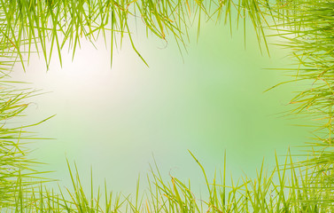 Obraz premium fond d'herbe