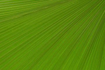 Fototapeta premium Texture of palm leaf in green