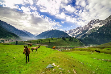 Horses Grazing on a Hill,kashmir