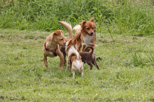 Kennenlernen auf dem Hundeplatz