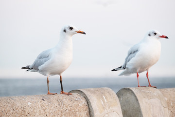 White seagull standing on the concrete - Soft Focus
