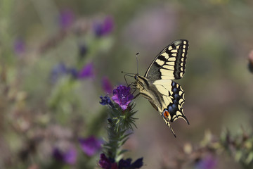 Swallowtail butterfly, (Papilio machaon), Malaga, Spain.